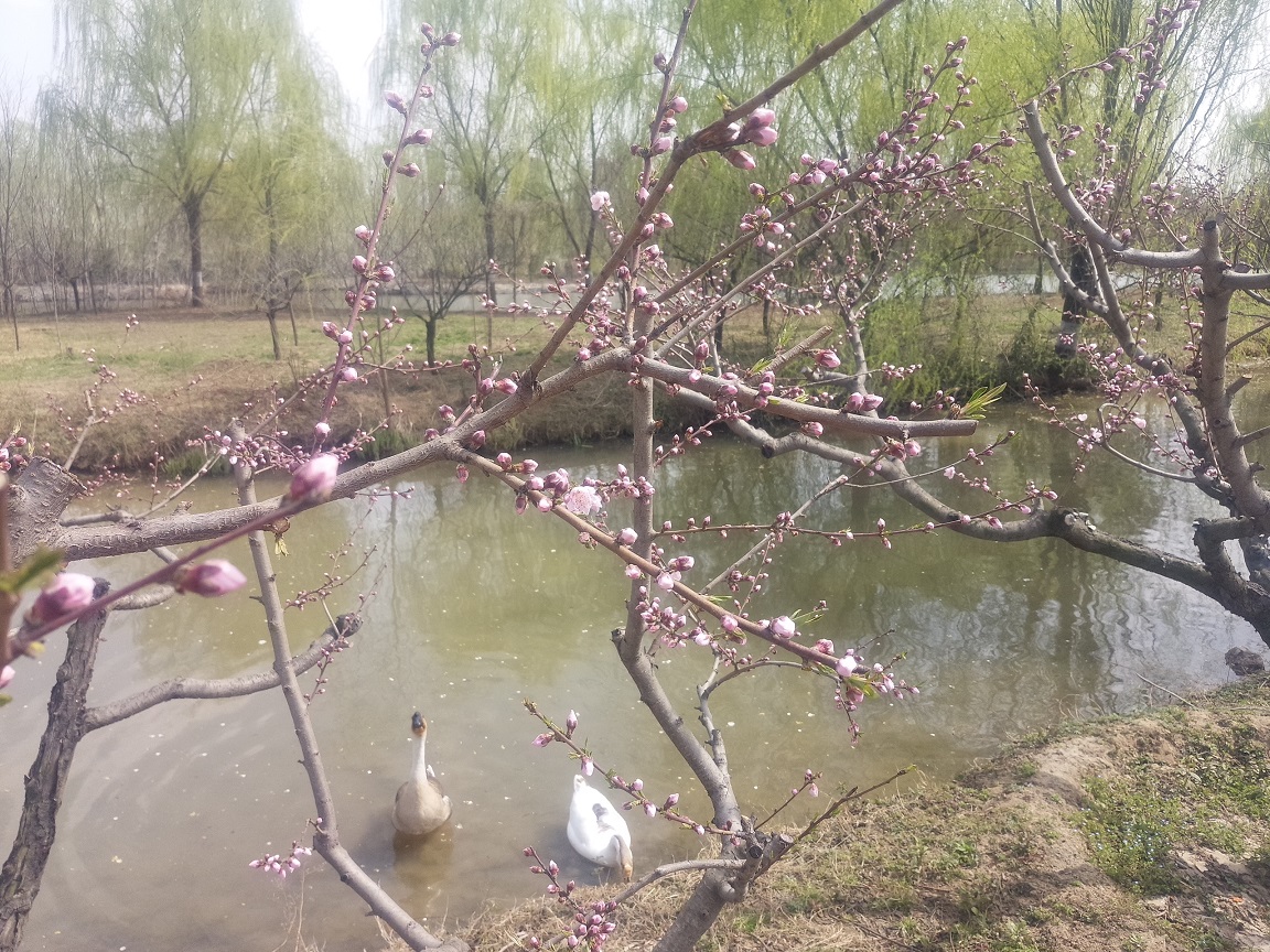 西安浐灞湿地公园内免费游玩推荐,西安浐灞亲子儿童乐园