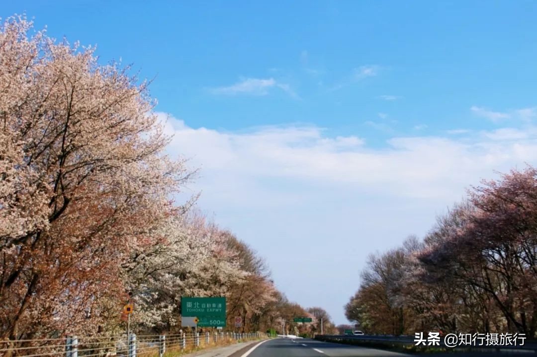 日本樱花季是八月几号,2020年日本樱花花期表