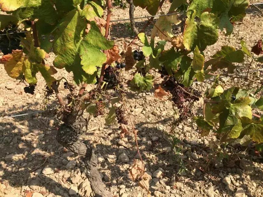 法国葡萄园干活,在法国上班