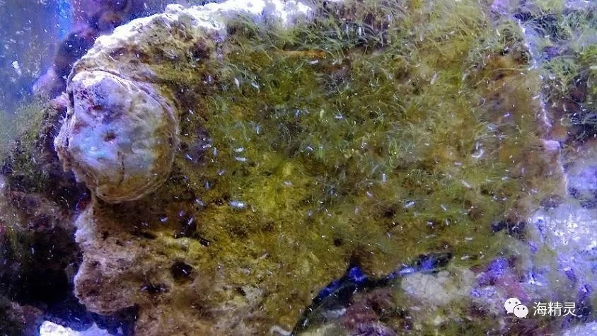 活石上不请自来的“偷渡客”，你们都是谁？