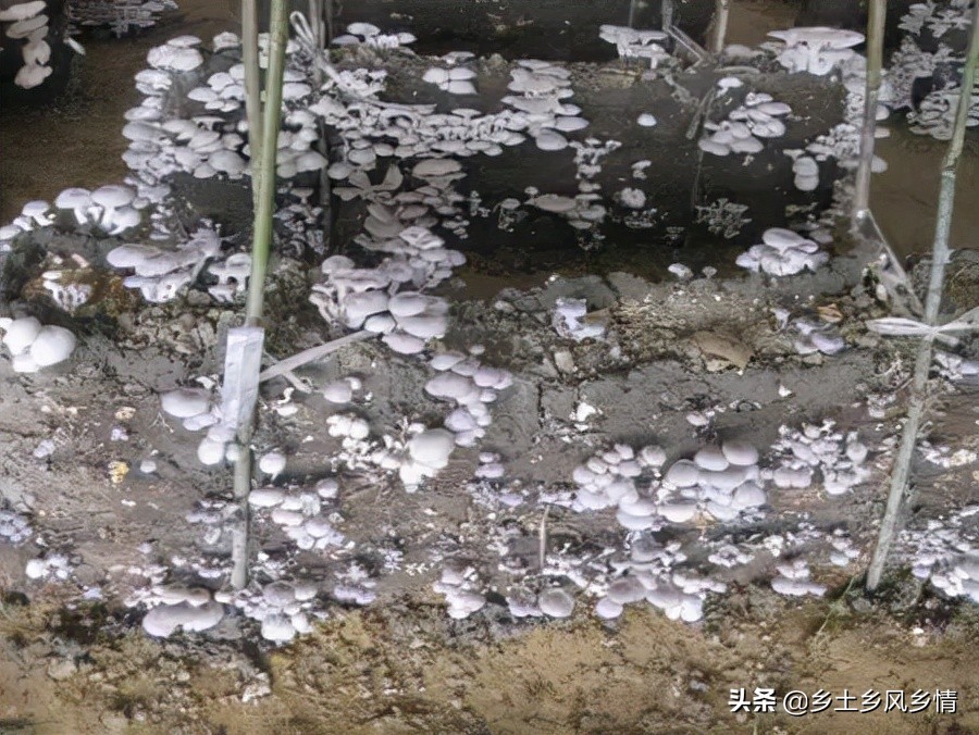 怎么用稻草种平菇,用稻草种平菇最佳配方