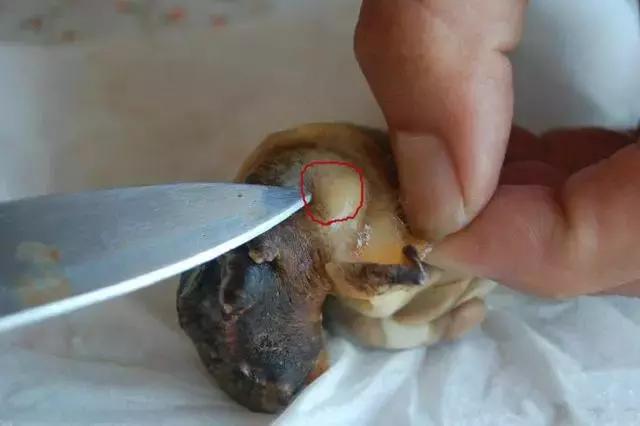 人人都能看懂的威海海鲜攻略,威海海鲜什么时候最好吃