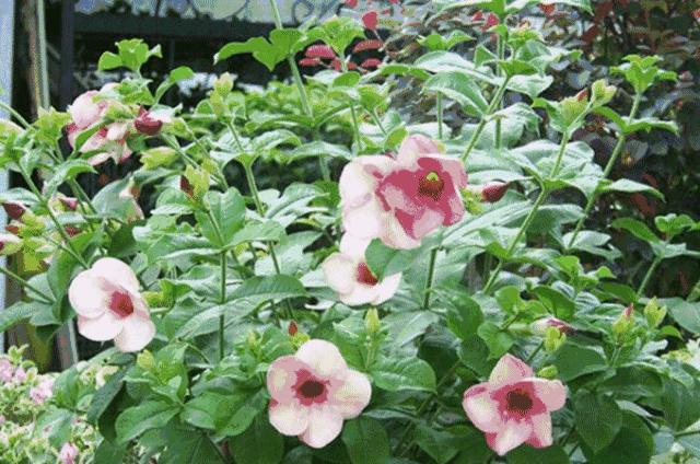 深圳批发年货零食市场,今年深圳的年货市场在哪里