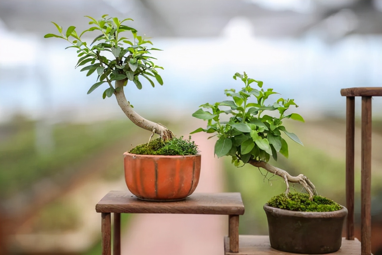 看盆景展里赏心悦目的盆景 (家有盆景茶余饭后赏心悦目)