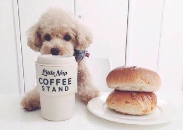 泰迪犬幼犬训练方法大全,泰迪犬怎么训练十大基础动作