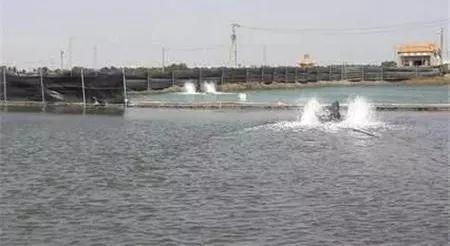 石斑鱼身上的硬的黑点怎么处理,怎么防止石斑鱼黑身