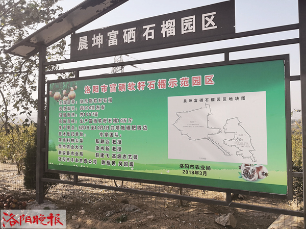 家乡突尼斯软籽石榴又大量上市了,突尼斯软籽石榴产地是哪里的好吃