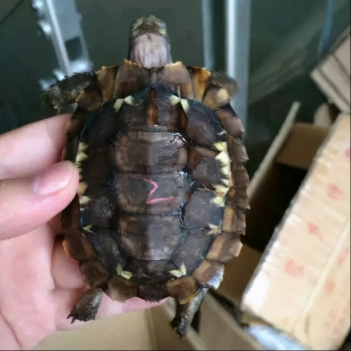 龟类纪录片,龟类图片