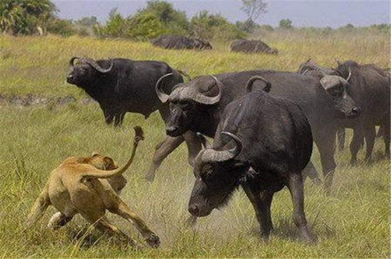 林园讲李大霄和杨德龙,看林园