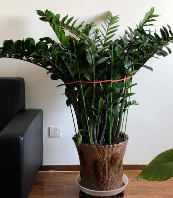 冬天金钱树叶子烧焦似的怎么回事,金钱树发芽不长叶子怎么办