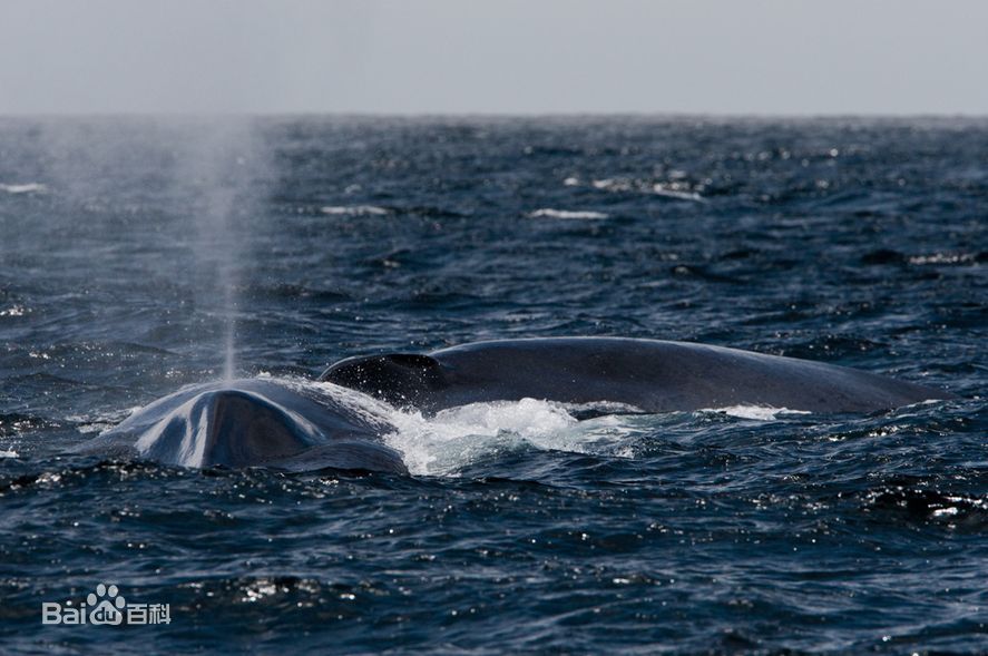 史上最全海洋知识,海洋知识科普海洋之最