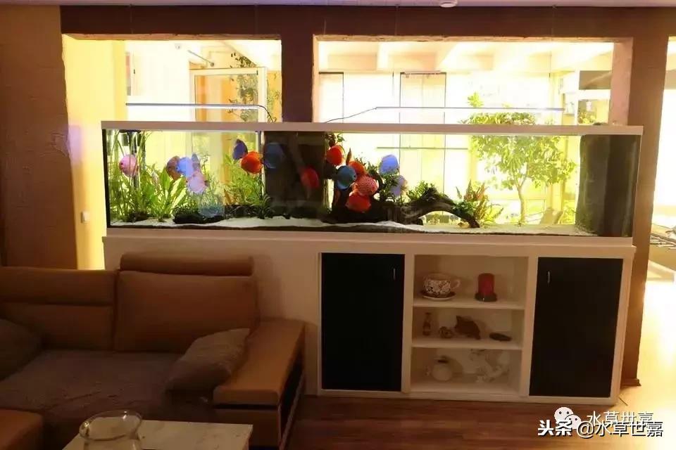 七彩神仙鱼水族箱布景,七彩神仙鱼苗繁殖技术