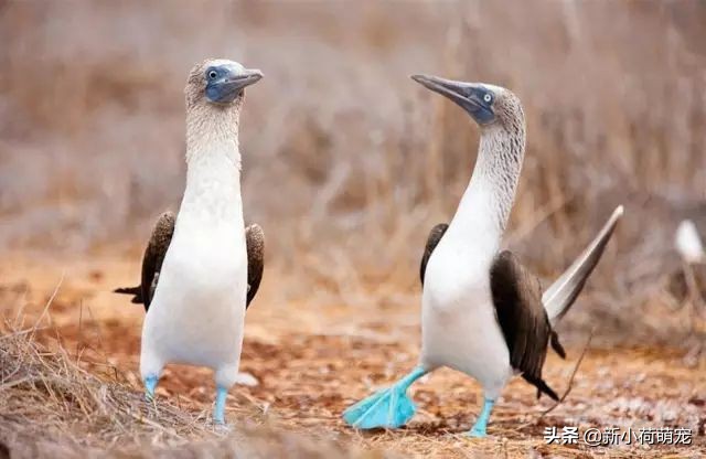 打开手机就是猫猫狗狗?我想你需要这7个“新鲜有趣”提提神