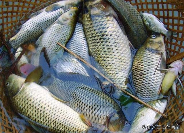 南京江北钓鱼野钓地点推荐,南京钓鱼地点推荐野钓