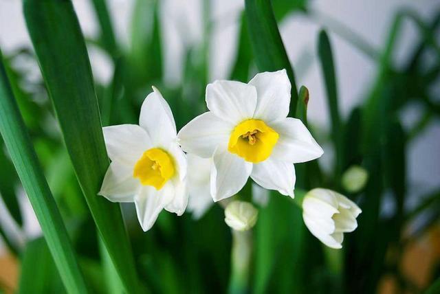 店铺摆什么植物生意好,做生意摆放植物哪些最好