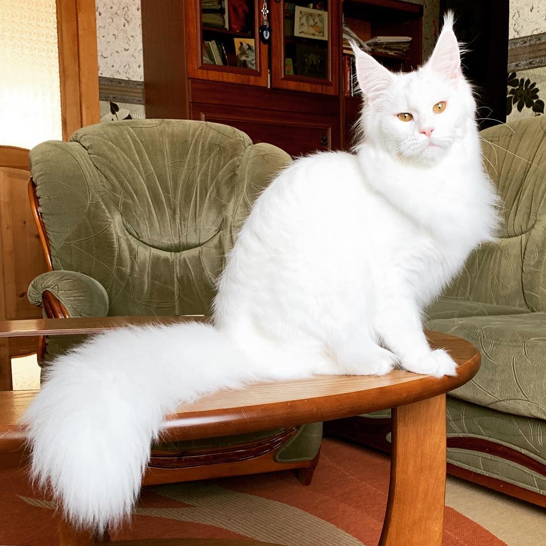 猫球虫症状怎么治疗,猫球虫病是怎么导致的