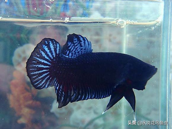 斗鱼哪个品种好养活,斗鱼品种哪个好养