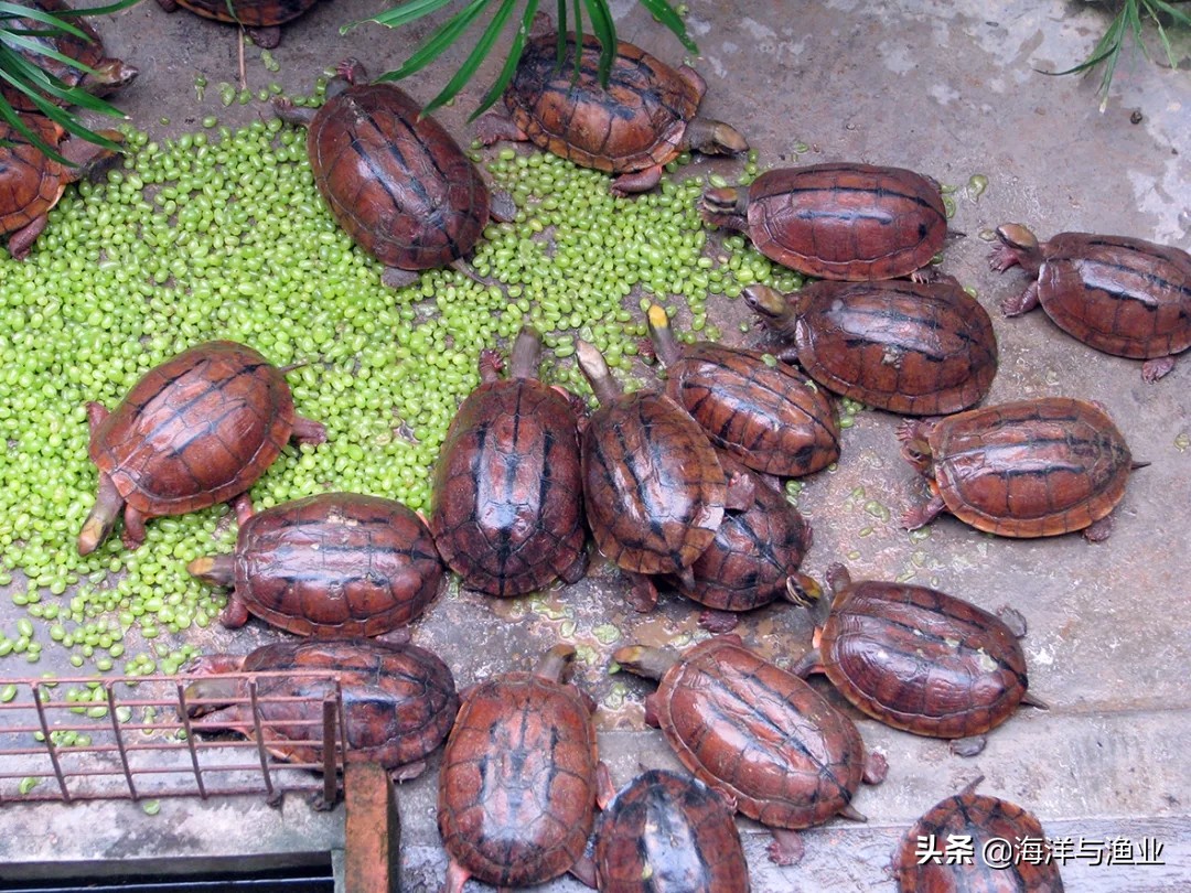 杨村金钱龟养殖基地,惠州李艺金钱龟生态园生意好吗