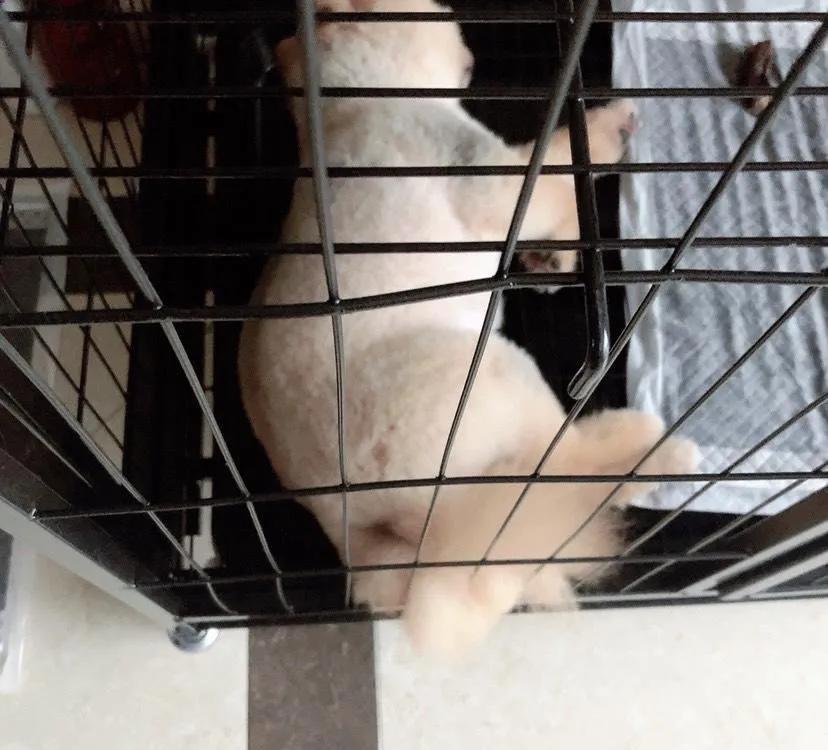 天下第一帅,天下第一帅英语