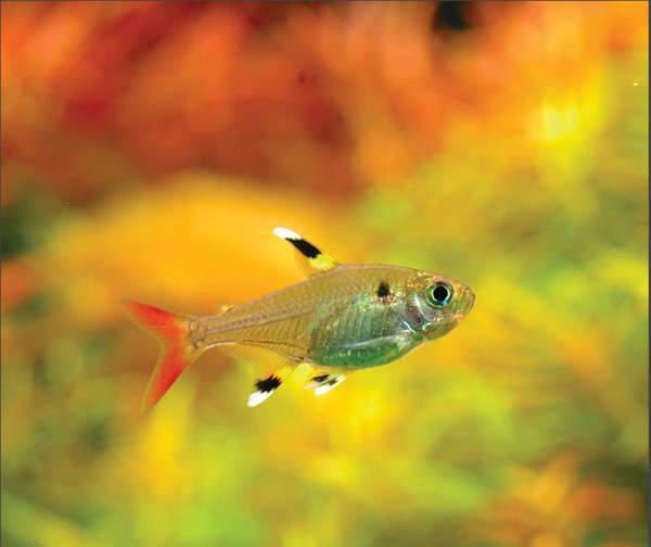 灯科鱼大全,灯科鱼百科内容