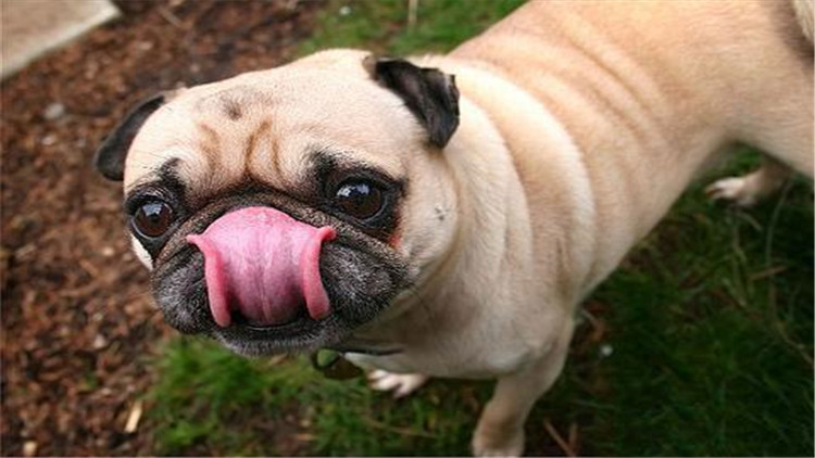 母宠物犬发情怎么缓解,母小型犬发情爬跨如何缓解