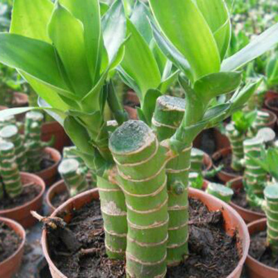 观音竹太高了如何修剪,观音竹太高了怎么修剪