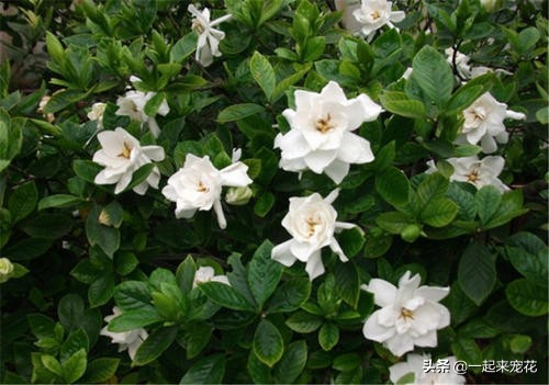 栀子花怎么老是出现黄叶,栀子花的几种黄叶原因及图片