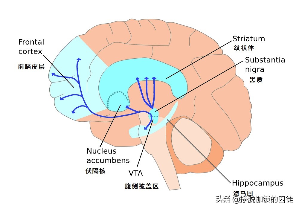 盐酸纳洛酮真的可以解酒吗,纳洛酮解酒的正确使用方法