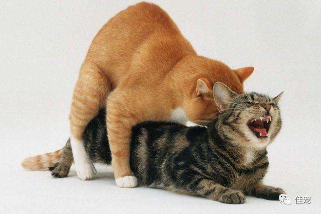 为什么汪星人交配时难舍难分，喵星人却撕心裂肺？
