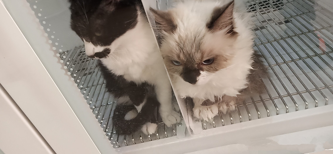 猫咪有个超有情商的铲屎官,猫咪智商测试果然豆丁智商最高