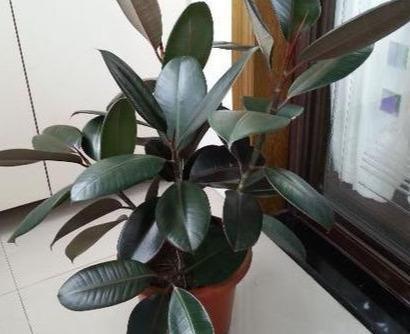 橡皮树黑金刚越长越高了怎么办,黑金刚橡皮树缺水的症状