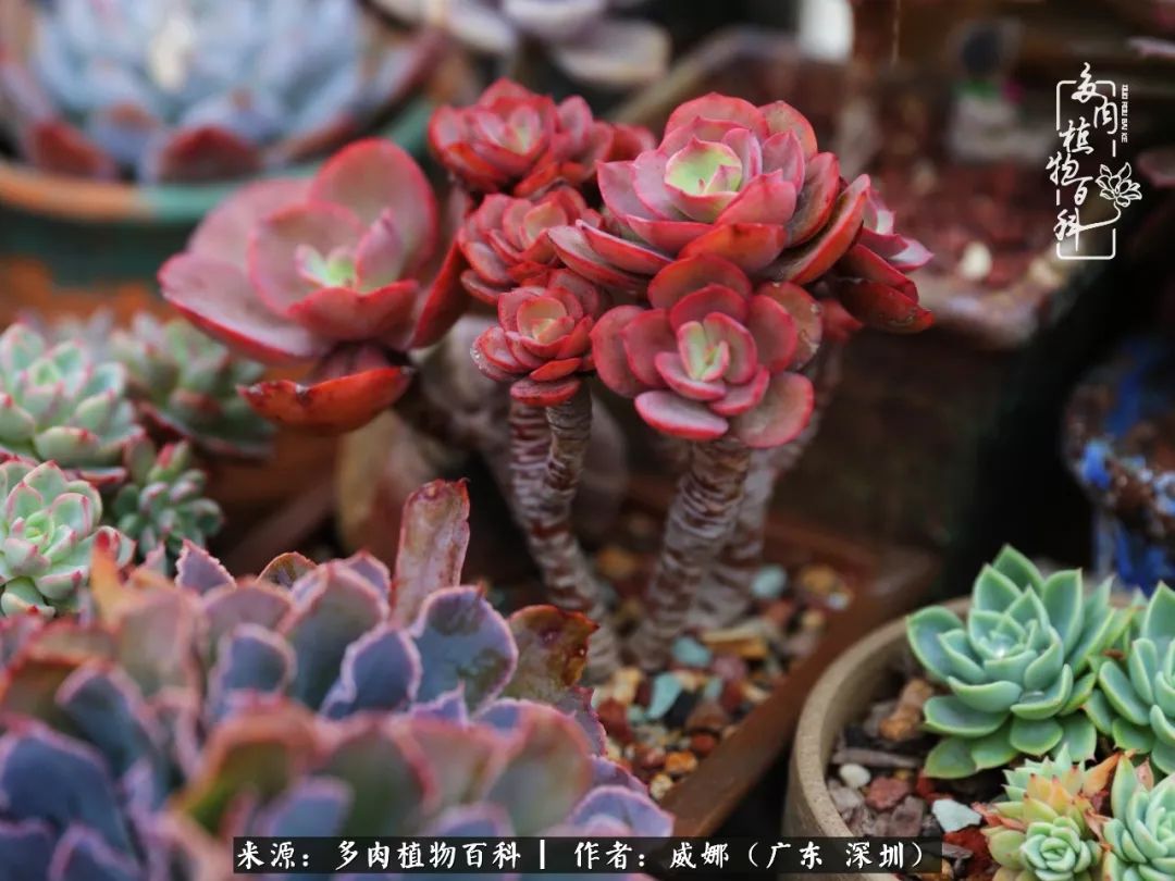笼子里的多肉,露养的多肉和室内的多肉区别