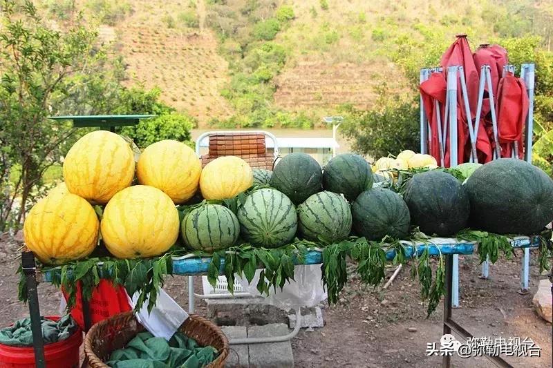 弥勒千亩西瓜熟了！黄心瓜、红心瓜、小香瓜…你喜欢哪种？