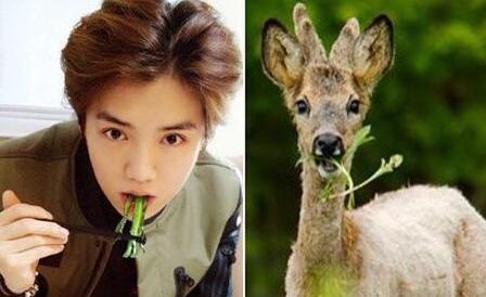 明星搞笑绰号知多少,污妖王,32郎,猪刚鬣,每一个都是故事