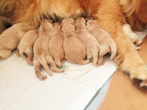 领养狗狗新西兰,新西兰如何养宠物狗狗呢