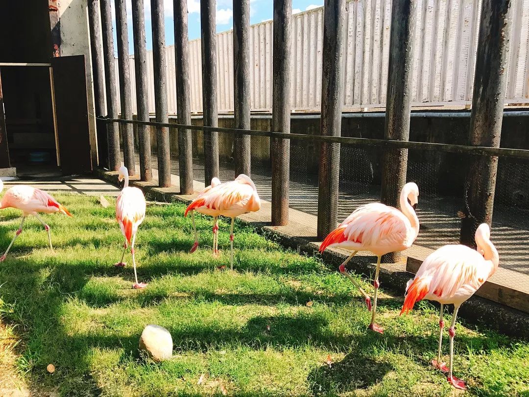 日本地狱谷温泉脏不脏,日本三大温泉之一有名的草津温泉