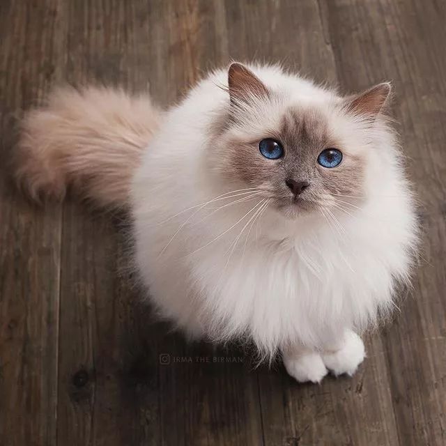 贵族阿比西尼亚猫,神秘的波斯猫