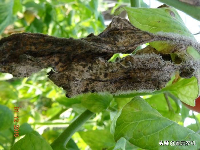 灰霉病很顽固,难根除,教你几个最有效的防治方法