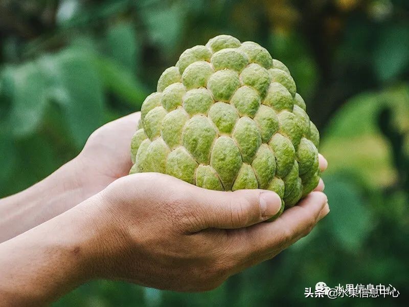 目前释迦最好的品种,粉色释迦