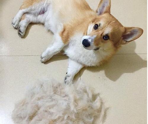 柯基犬的10个优点不养你会后悔,盘点柯基犬的缺点养之前得先知道