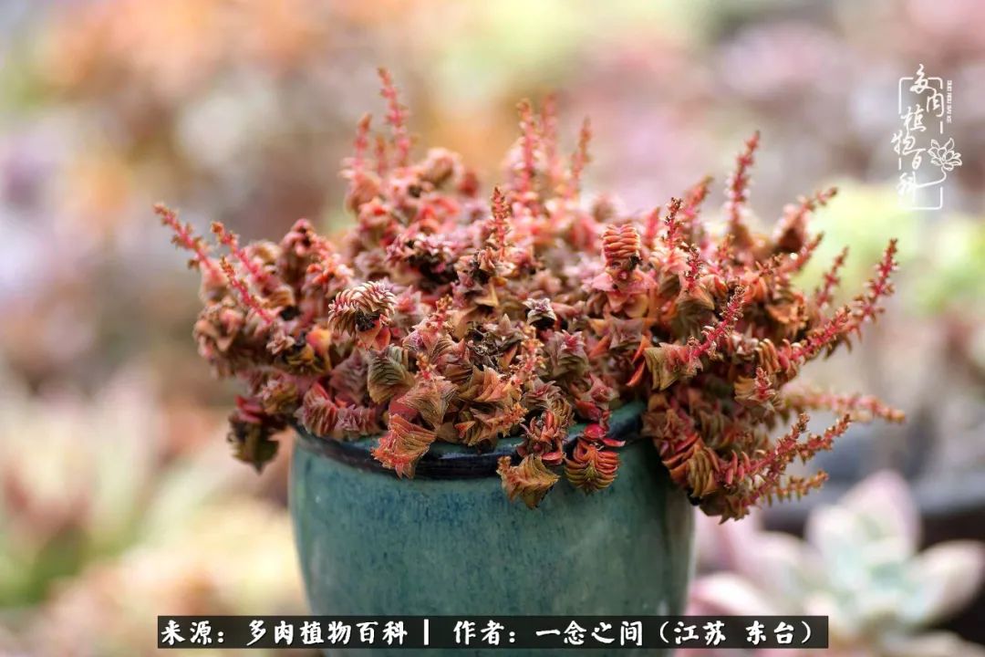 一见多肉误终生,一见多肉误终生从此钱包成路人