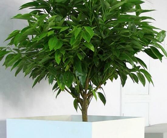 平安树有什么寓意和好处,平安树有什么好处