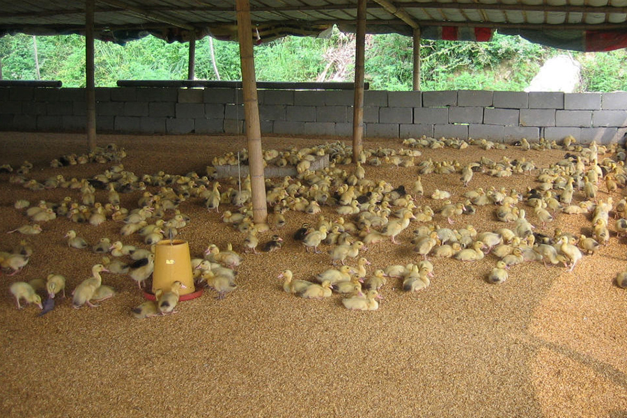 蛋鸭初期如何增加营养,蛋鸭饲料最少的养法