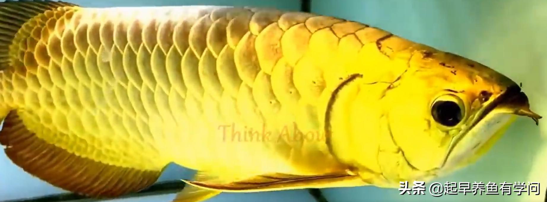 红龙养殖基本知识,红龙养殖十大误区