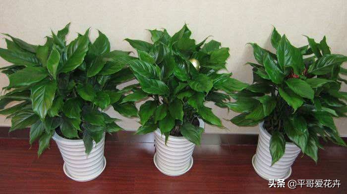 夏天养花怎么避免虫子,养花预防虫子病害视频教程