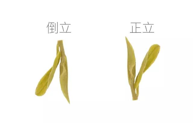 会倒立的才是好绿茶？我们给你做了这个实验