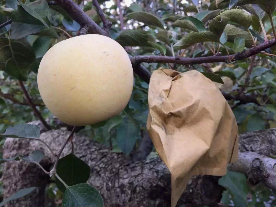 高山脆甜富士,美味富士品种介绍