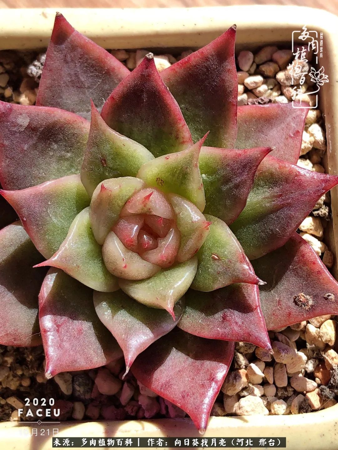 耐高温适合露养的多肉,冬日的露养多肉