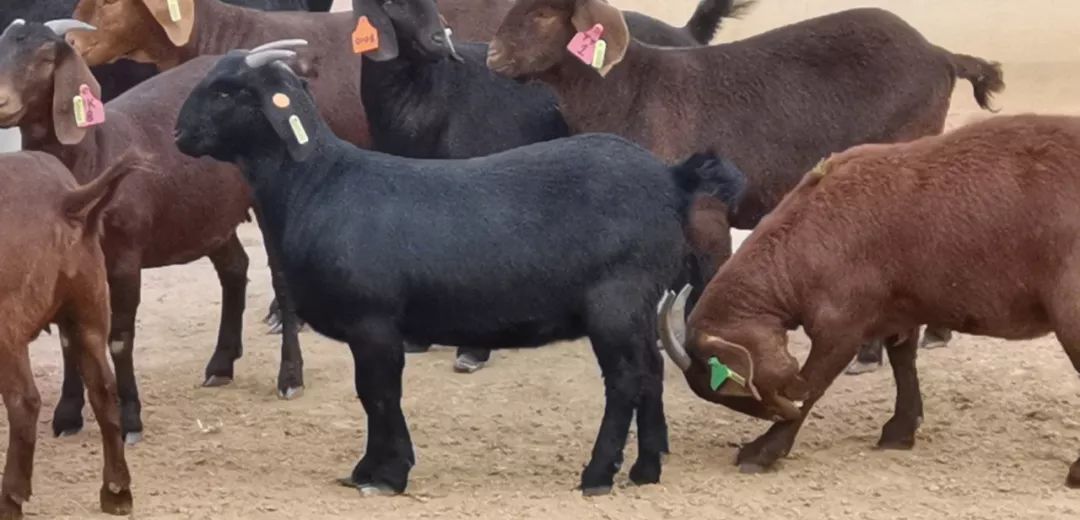 澳洲“飞来”930多只种羊空降银川