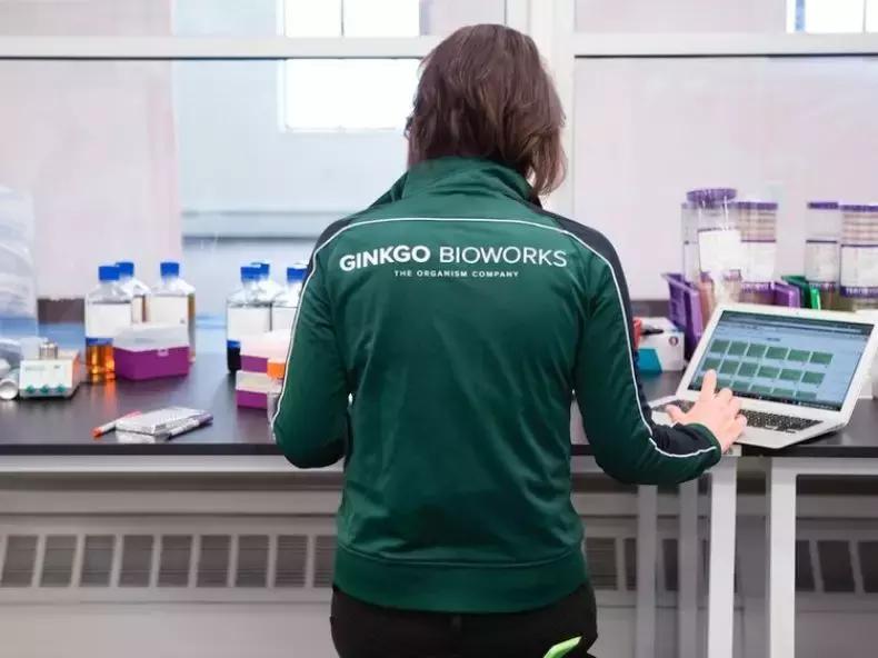 实验室种植*麻大**，美国顶尖合成生物学公司的新机遇？